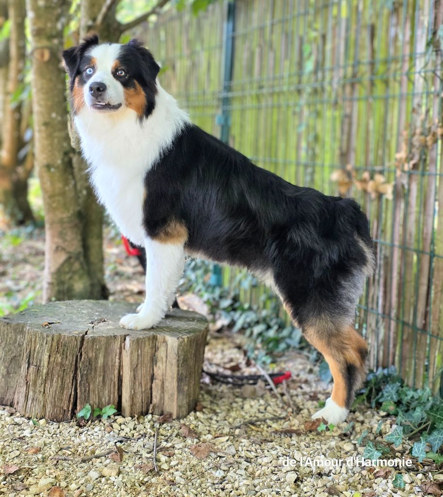 Saiko De L'Amour D'Harmonie