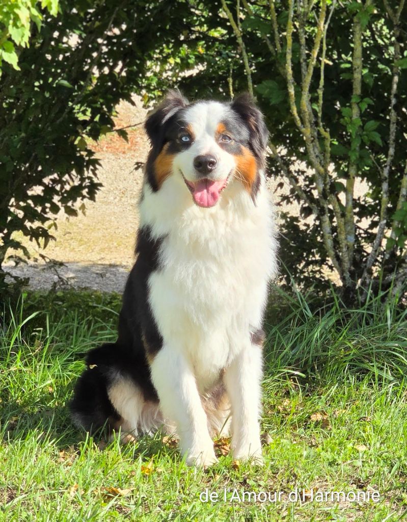 Saiko De L'Amour D'Harmonie