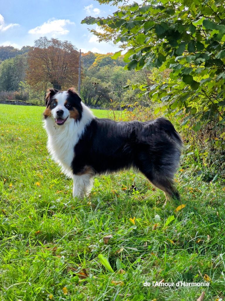 Saiko De L'Amour D'Harmonie