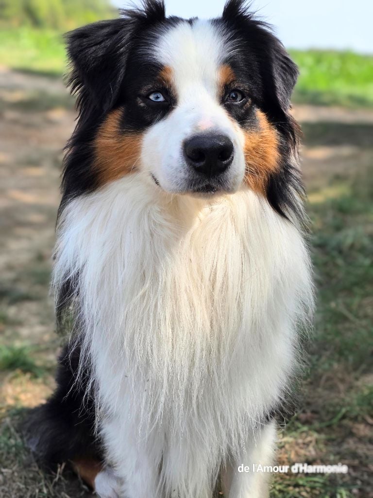 Saiko De L'Amour D'Harmonie