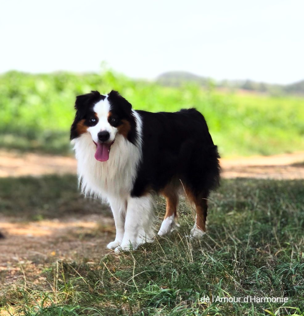 Saiko De L'Amour D'Harmonie