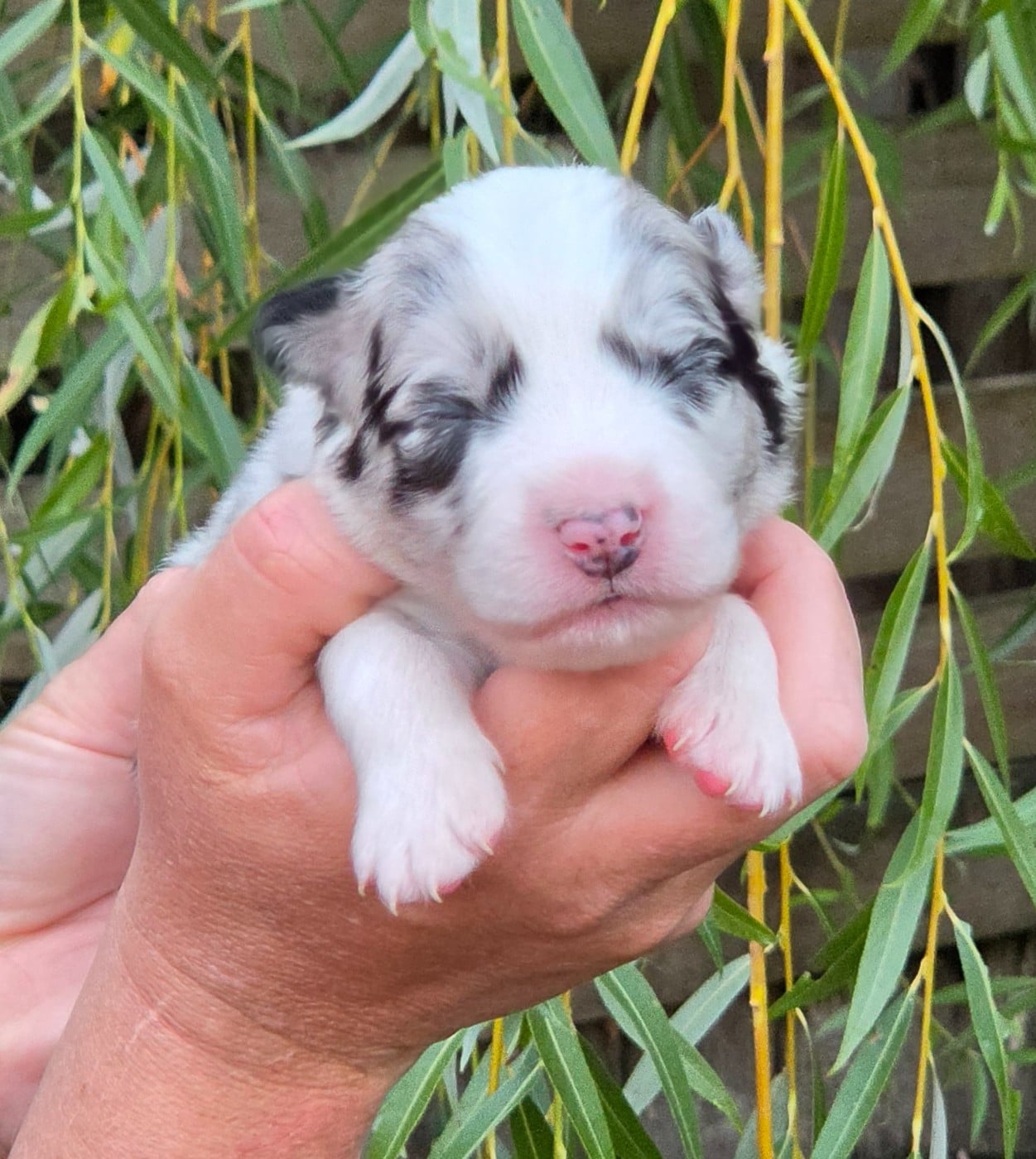 Bébé n5