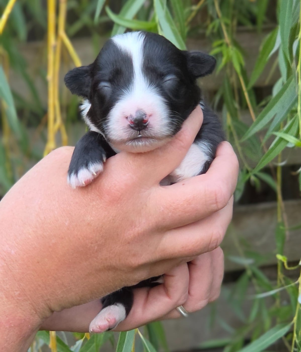 Bébé n6