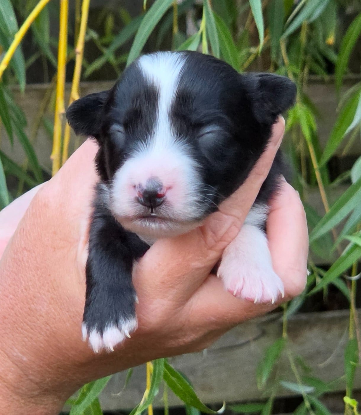 Bébé n6