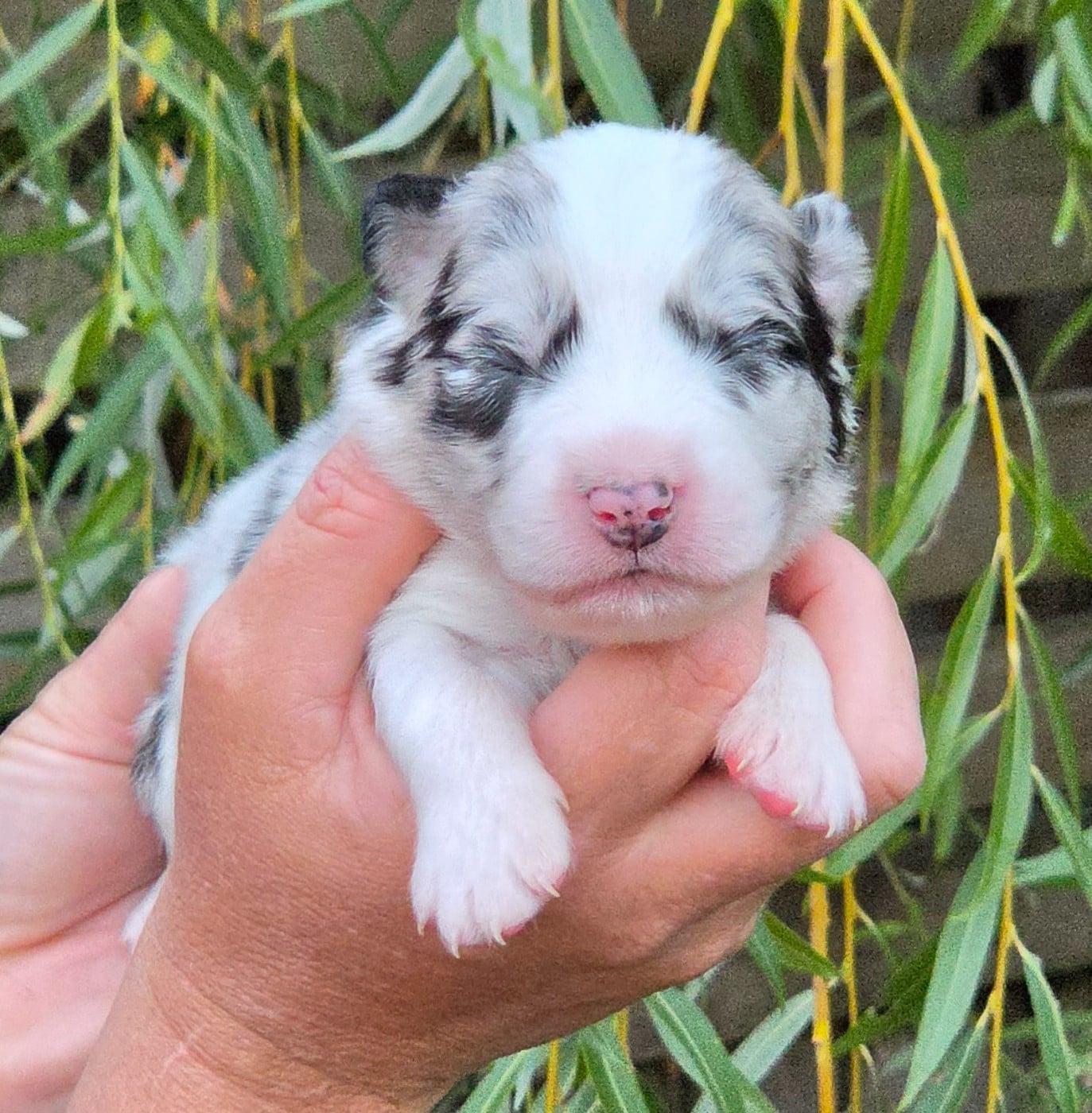 Bébé n9