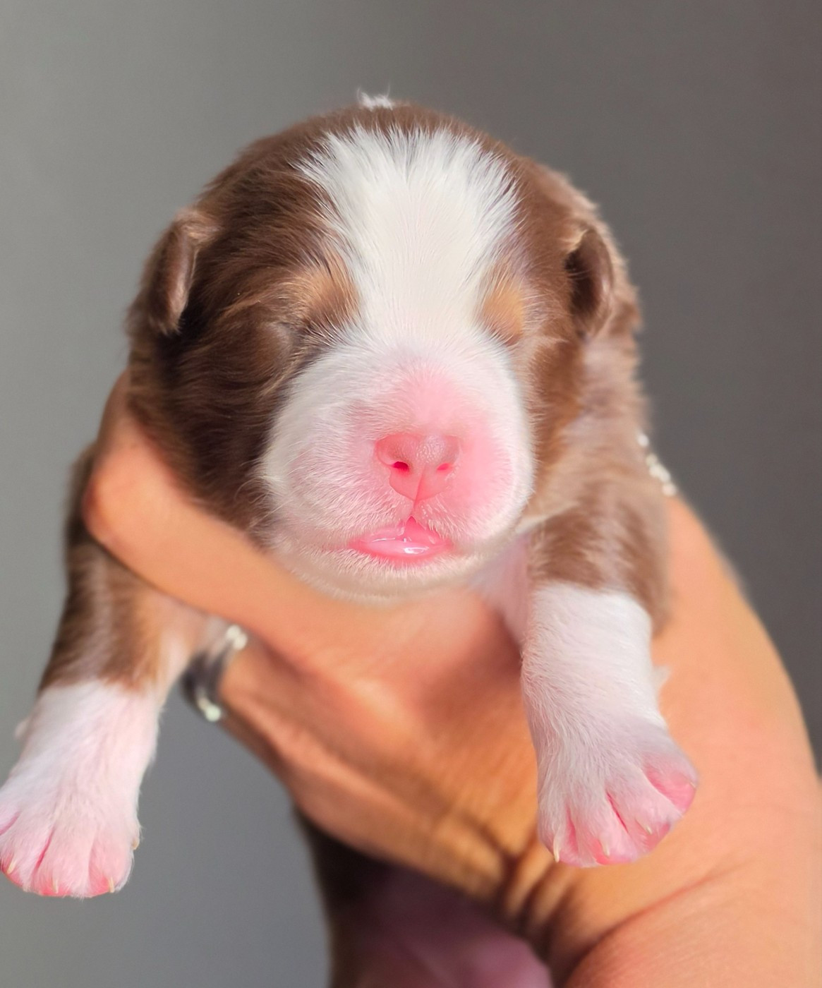 CHIOT 1