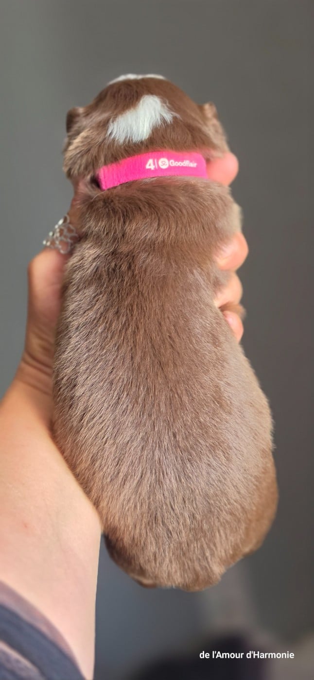 CHIOT 1
