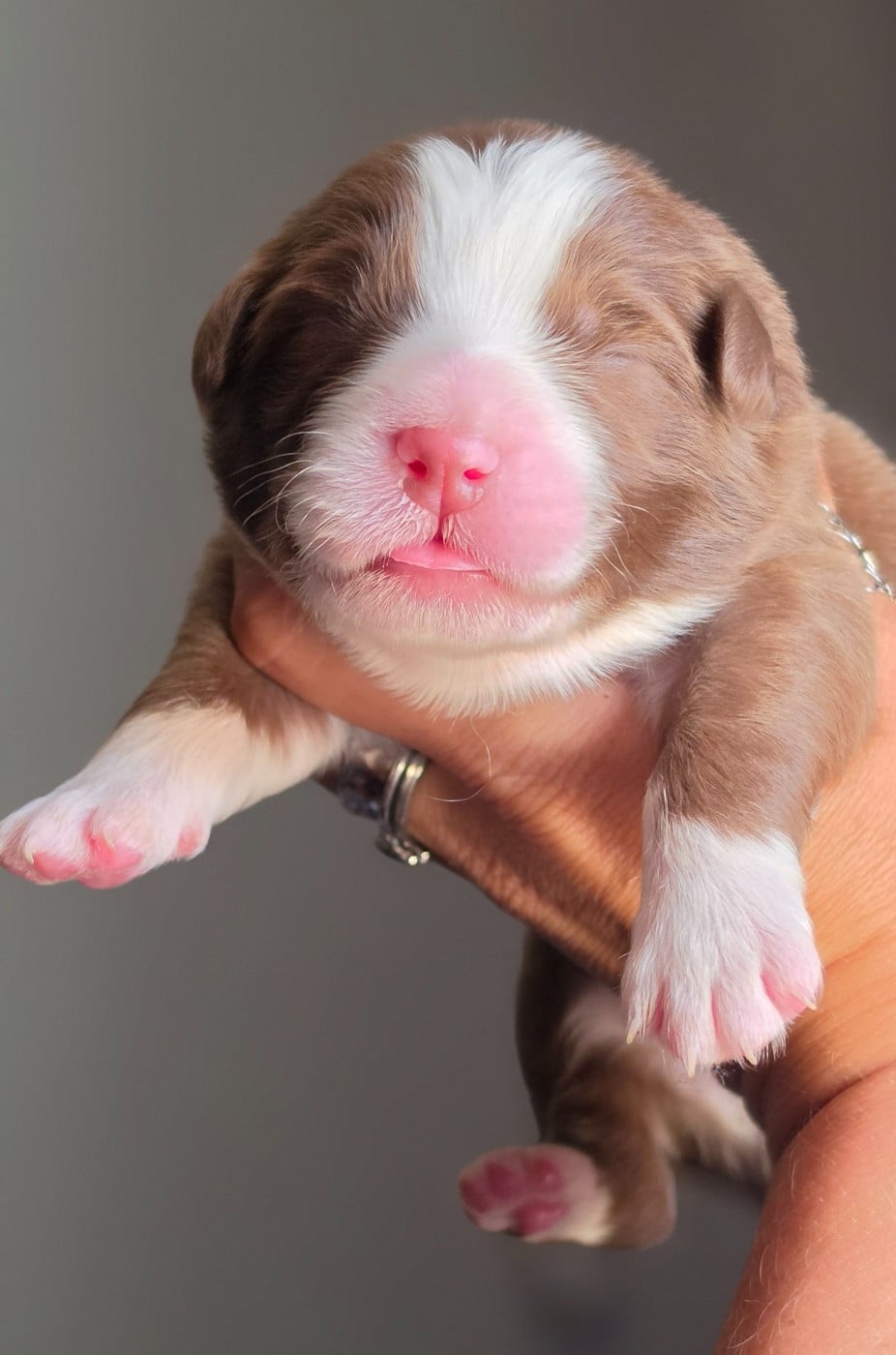 CHIOT 2