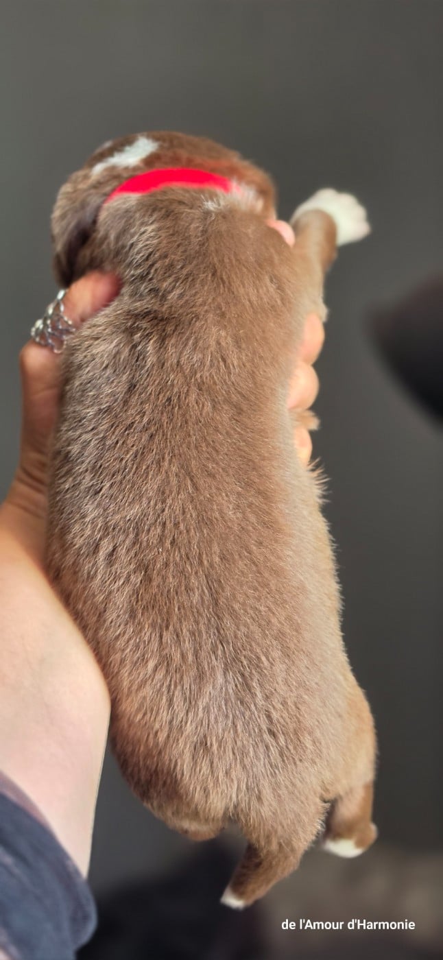 CHIOT 2