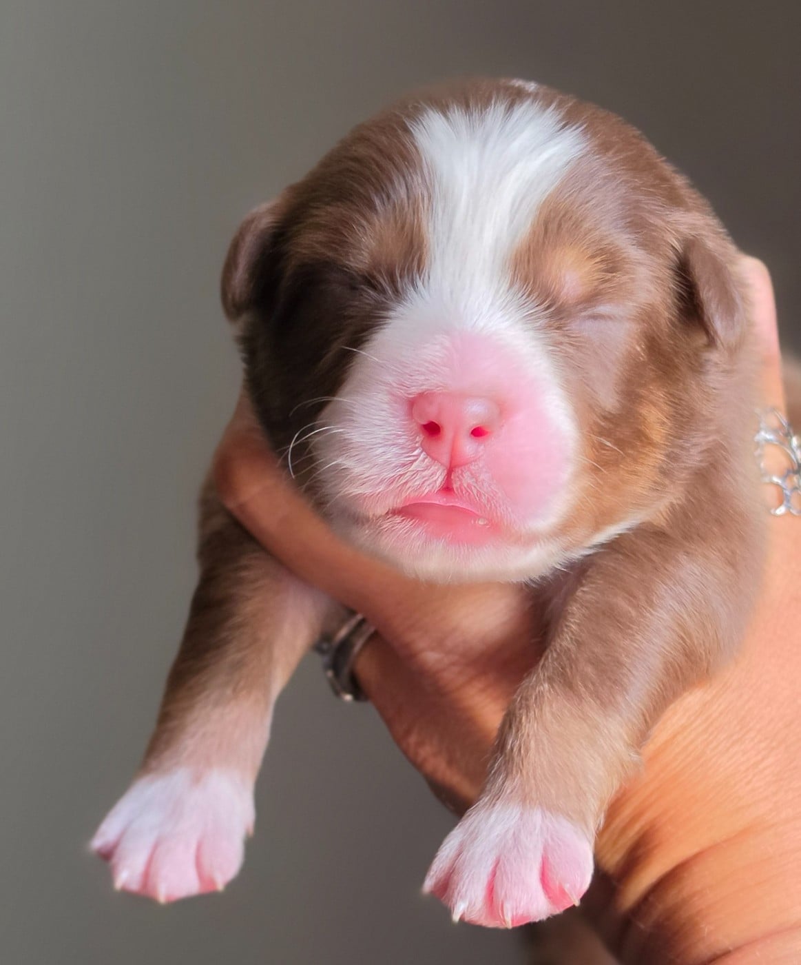CHIOT 3