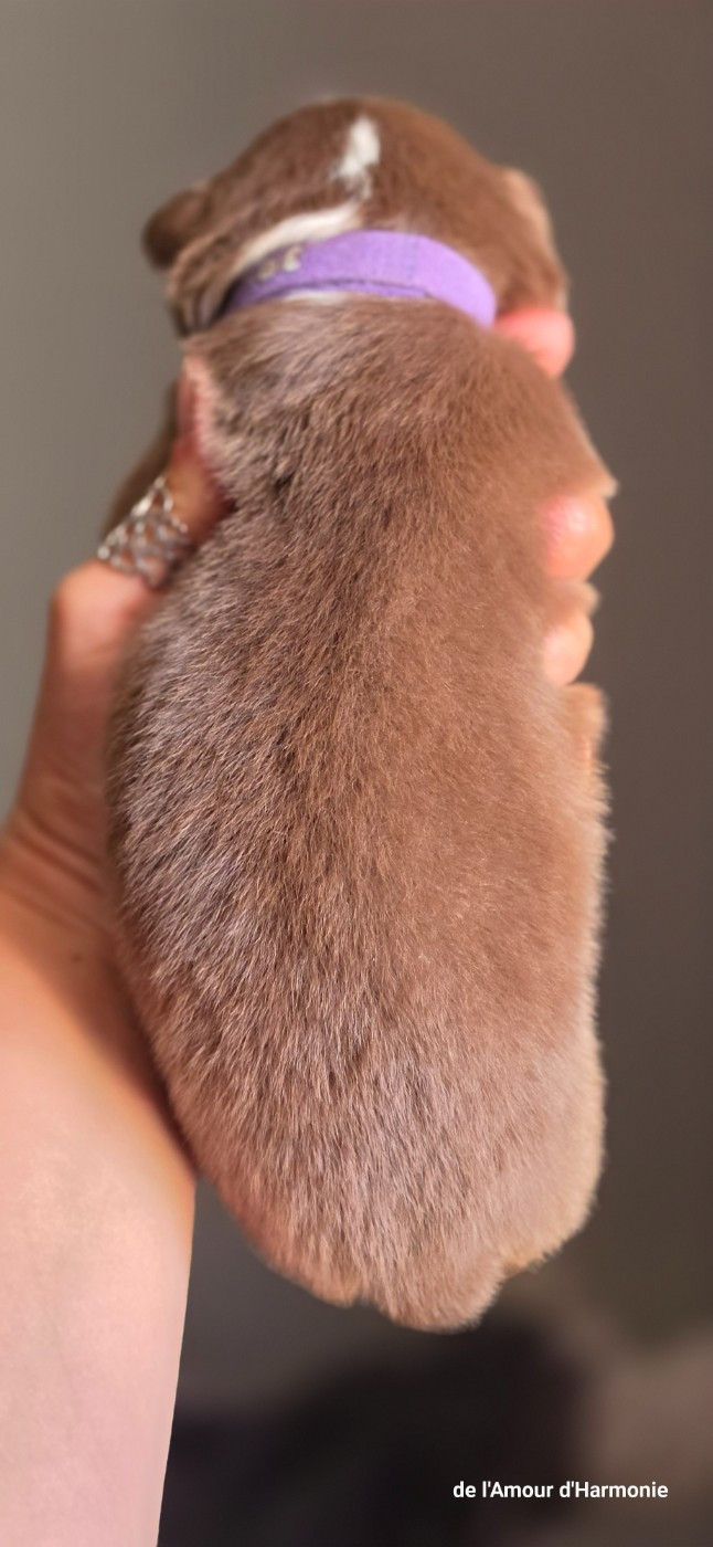 CHIOT 3