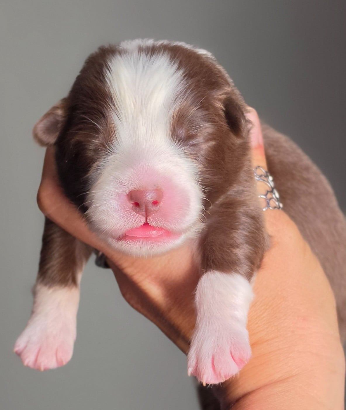 CHIOT 4