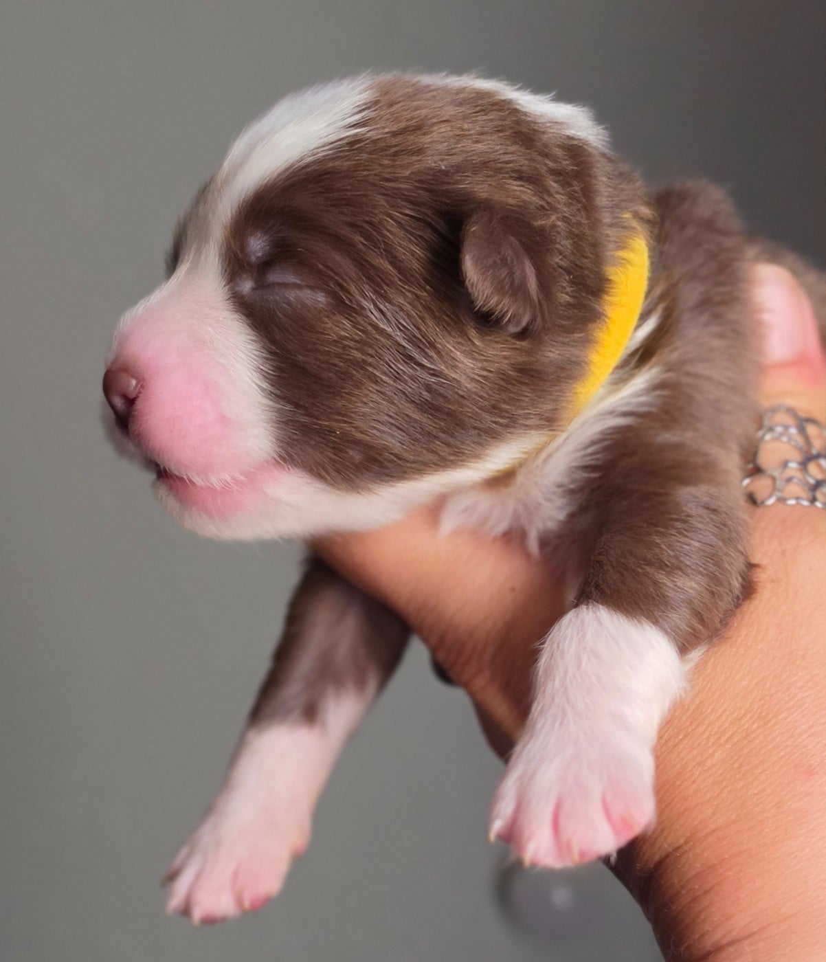 CHIOT 4