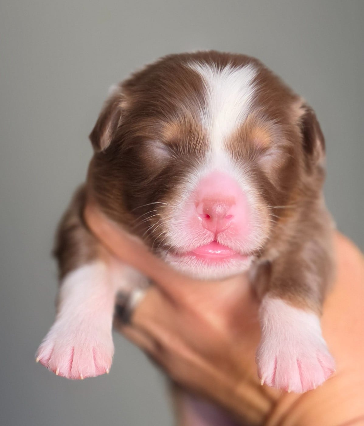 CHIOT 5