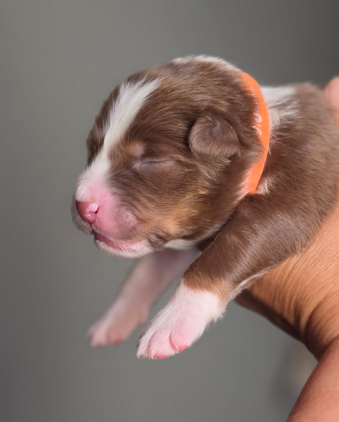 CHIOT 5