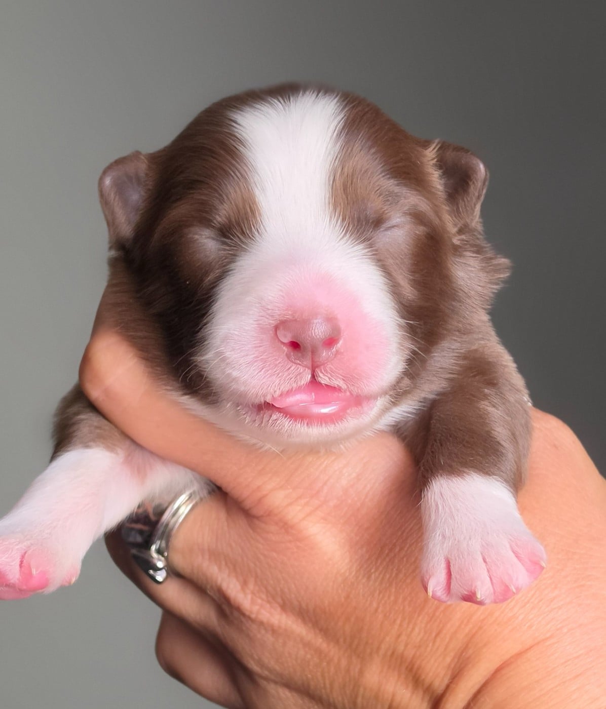 CHIOT 6