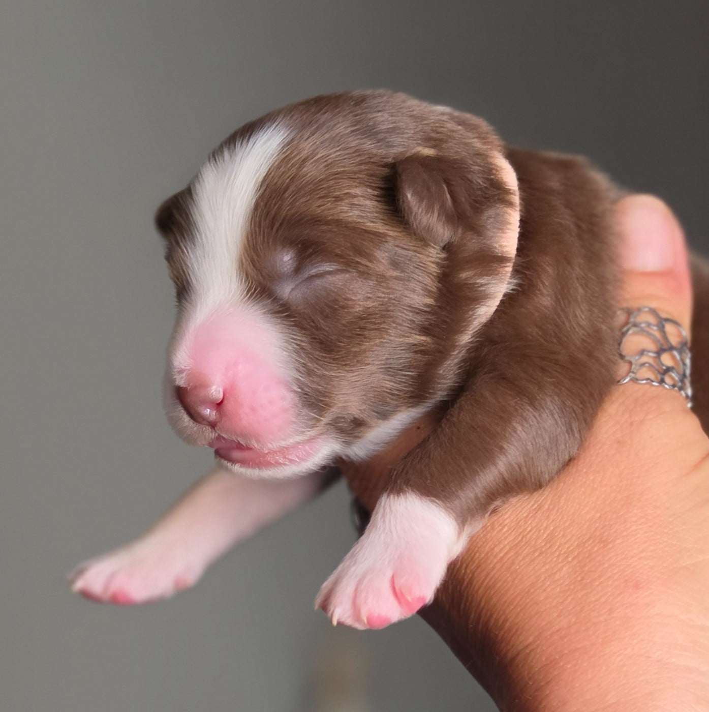 CHIOT 6