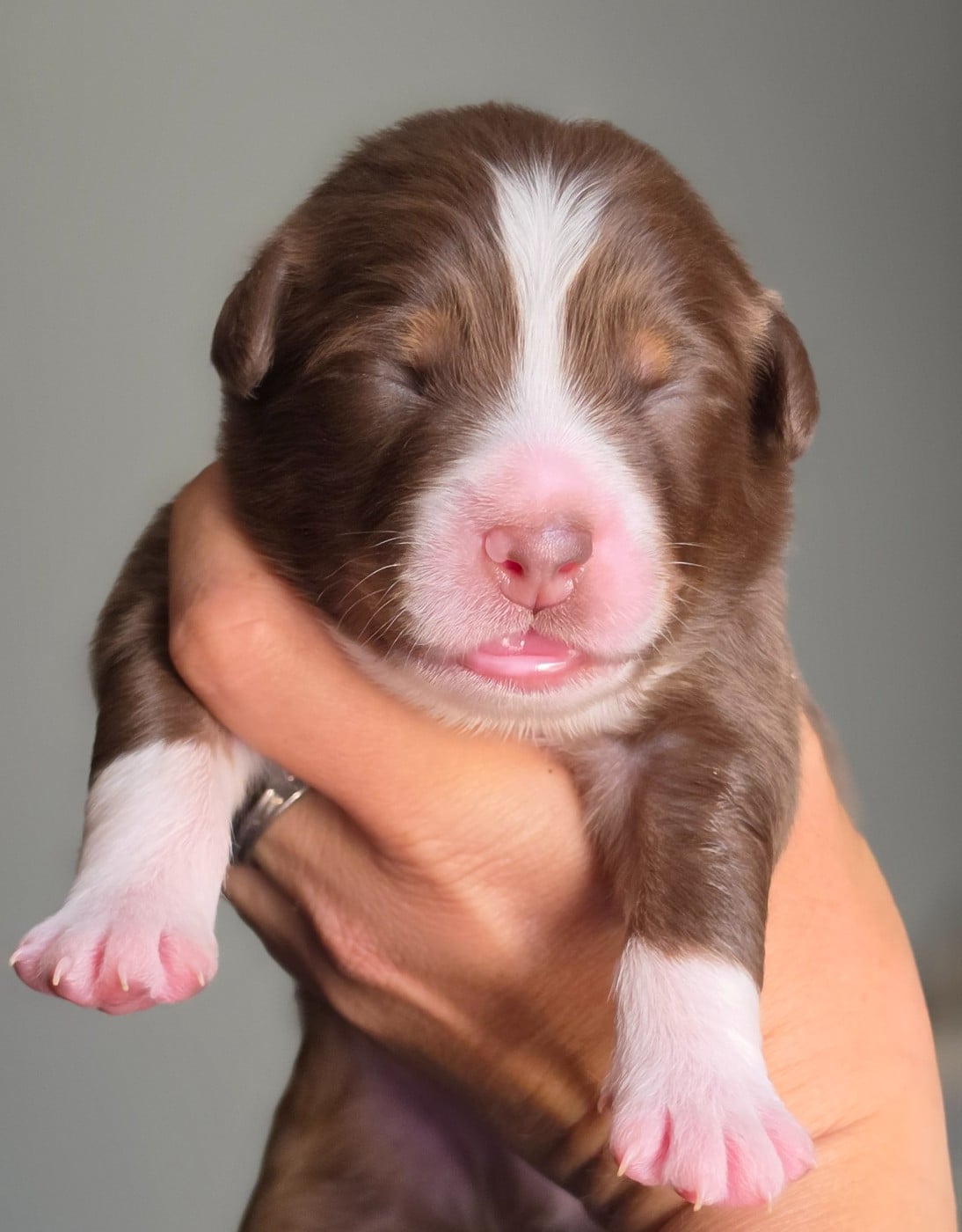CHIOT 7