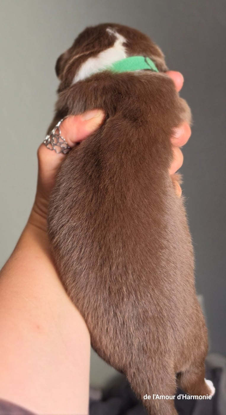 CHIOT 7
