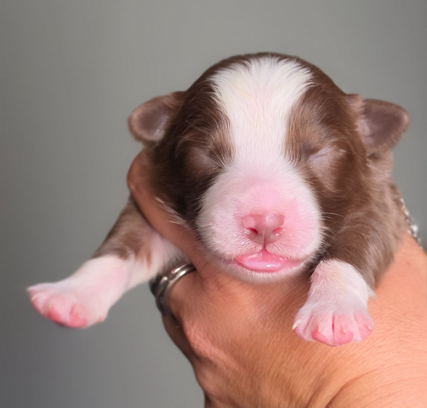 CHIOT 8
