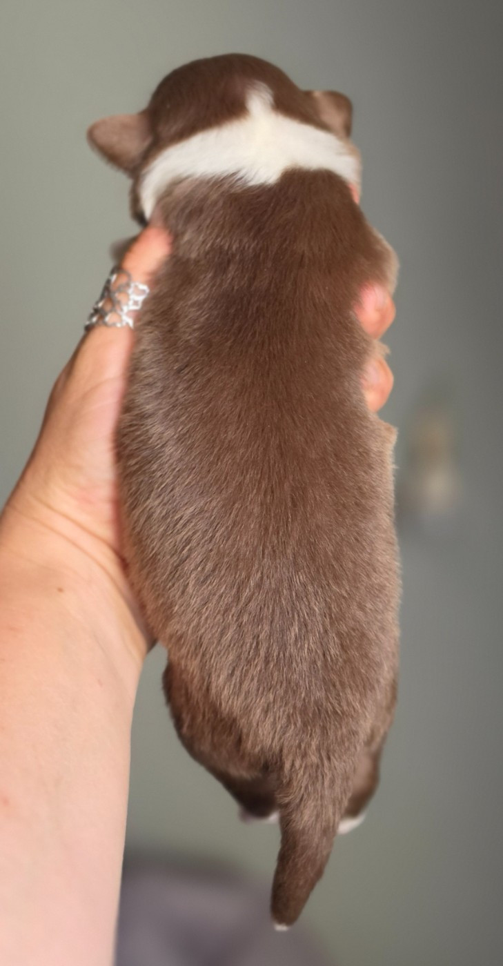 CHIOT 8