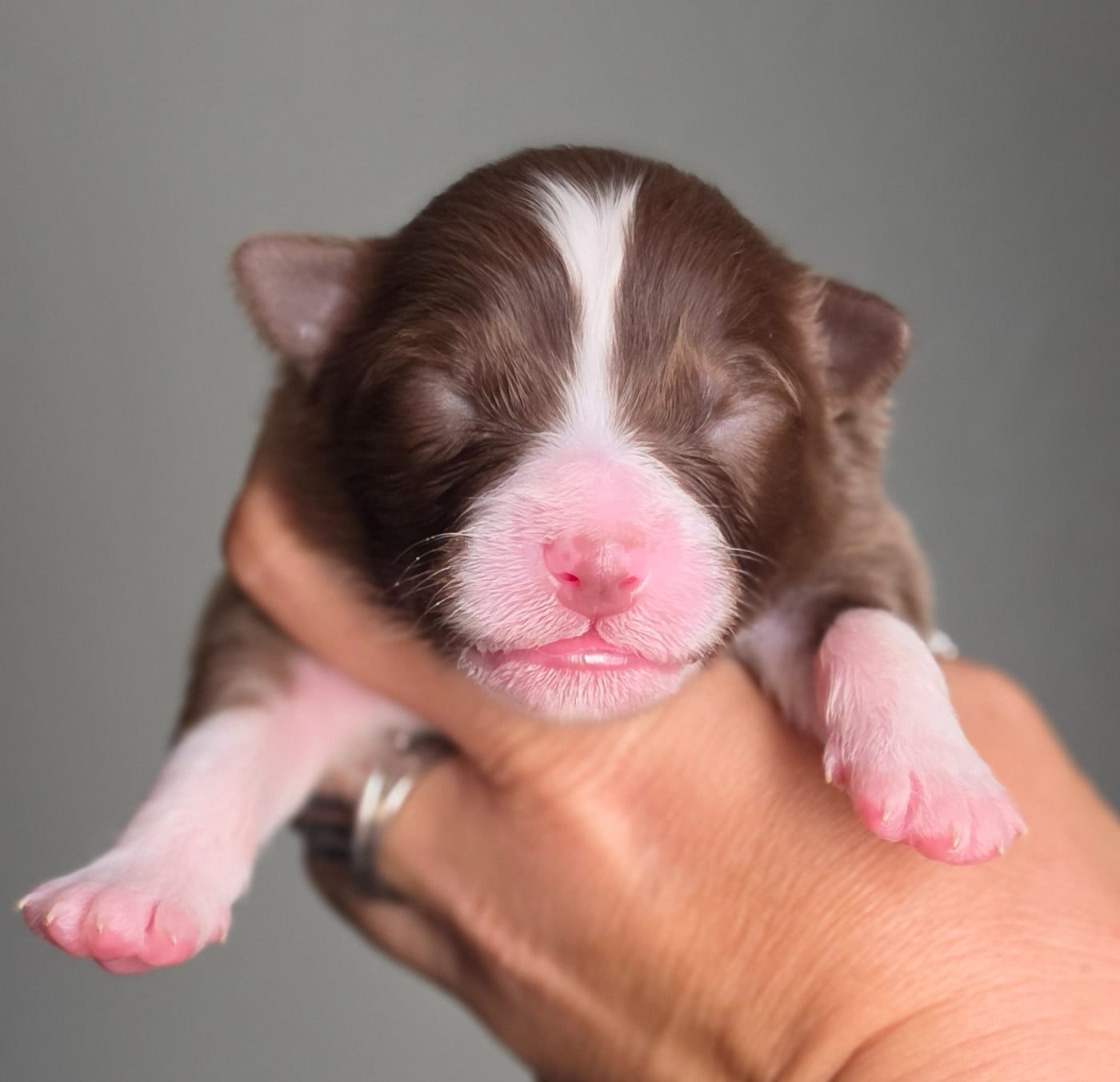 CHIOT 9
