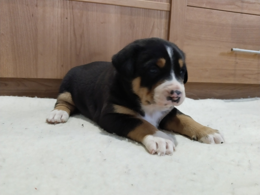 Chiot N°4 - Grand bouvier suisse