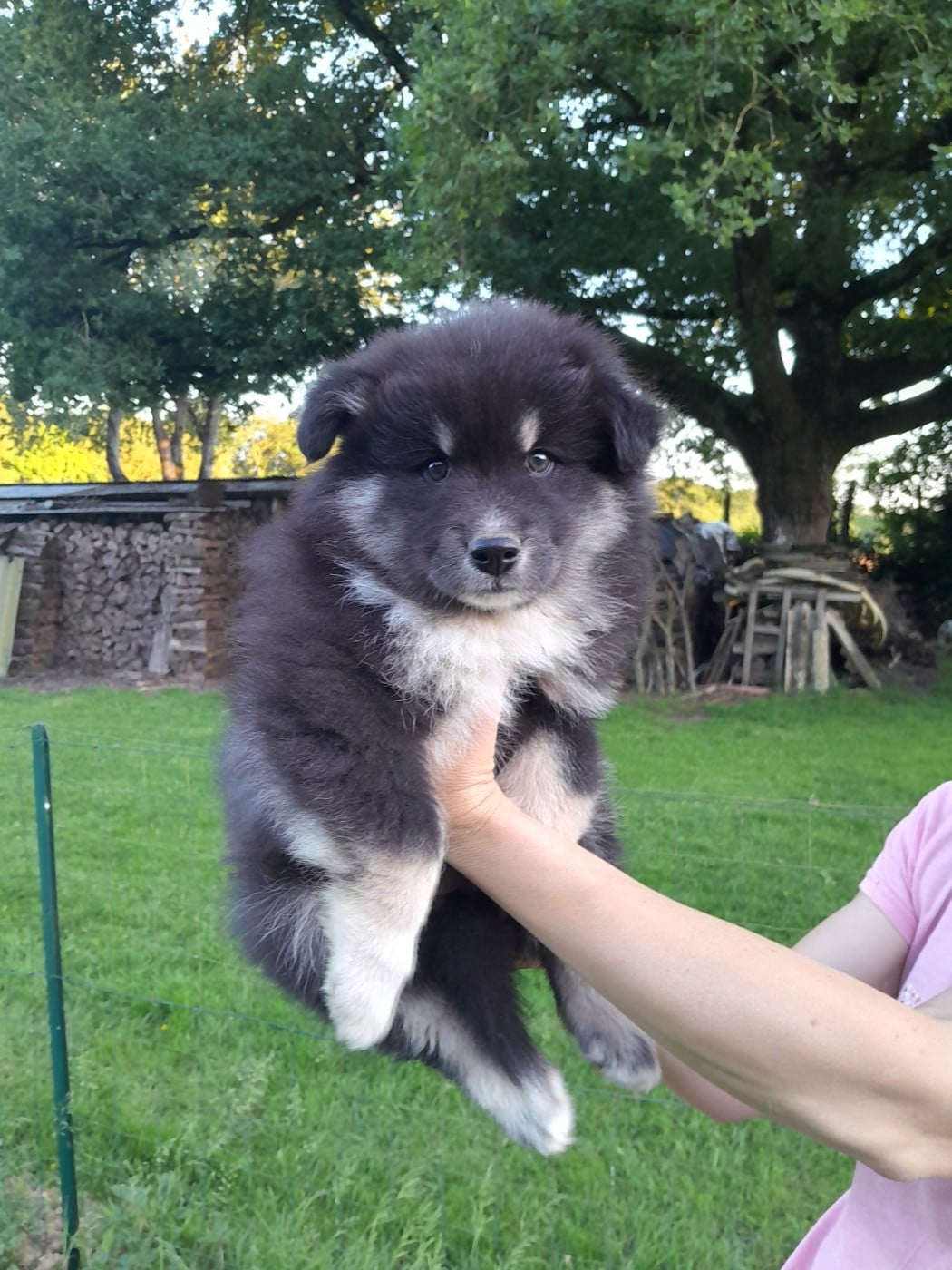 CHIOT 4