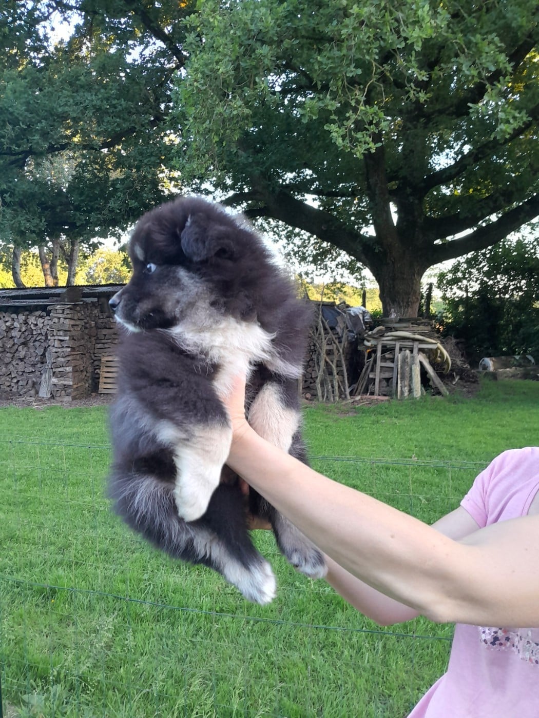 CHIOT 4