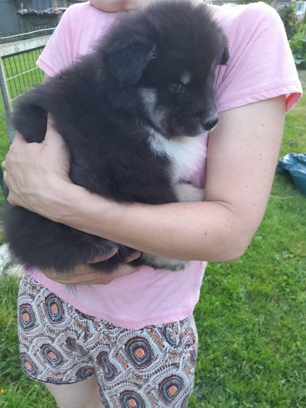 CHIOT 4