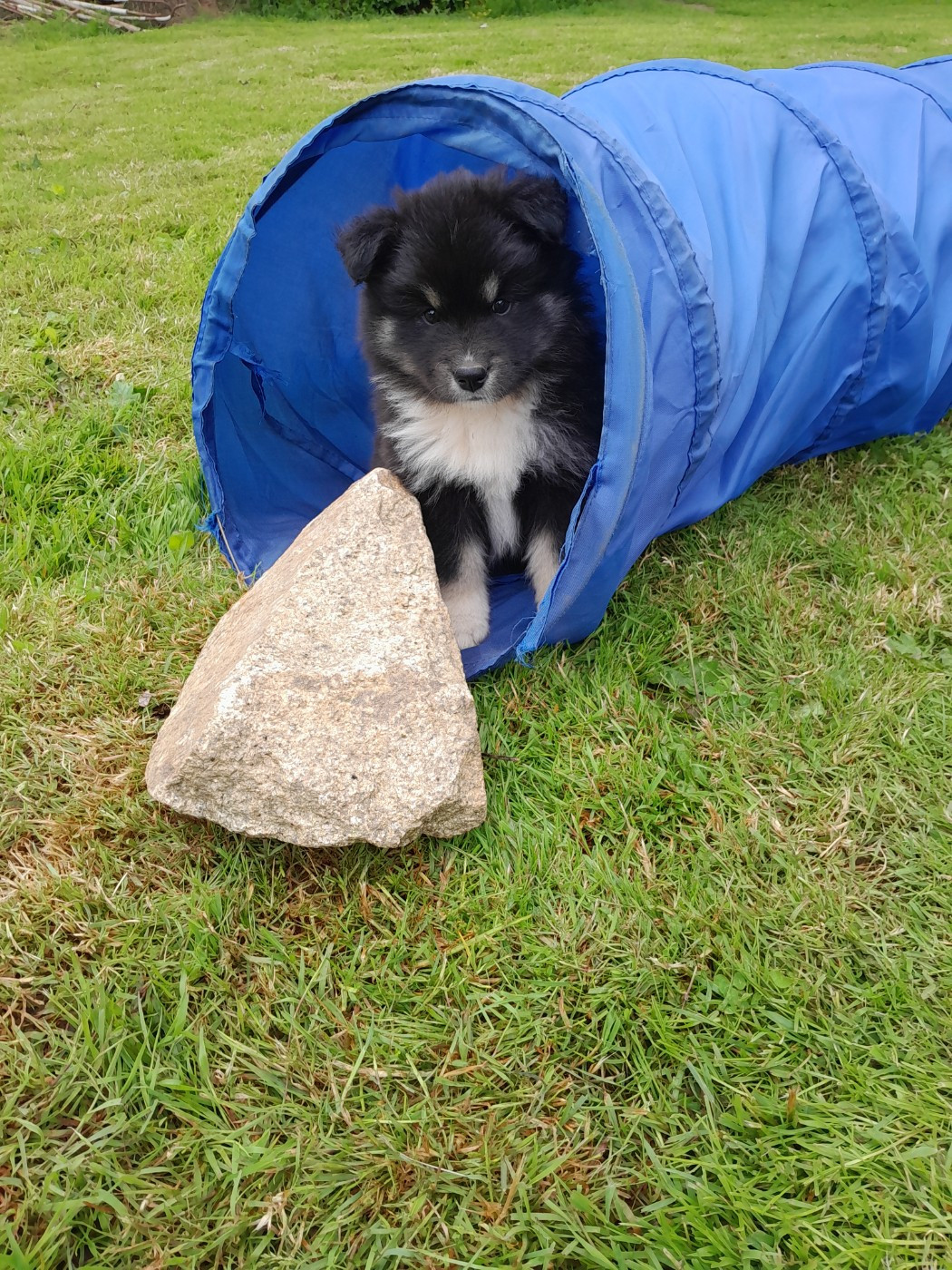 CHIOT 4