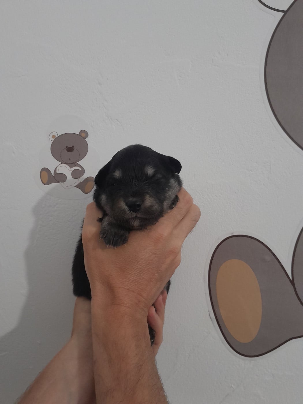 Chiot N°3 - Chien finnois de Laponie