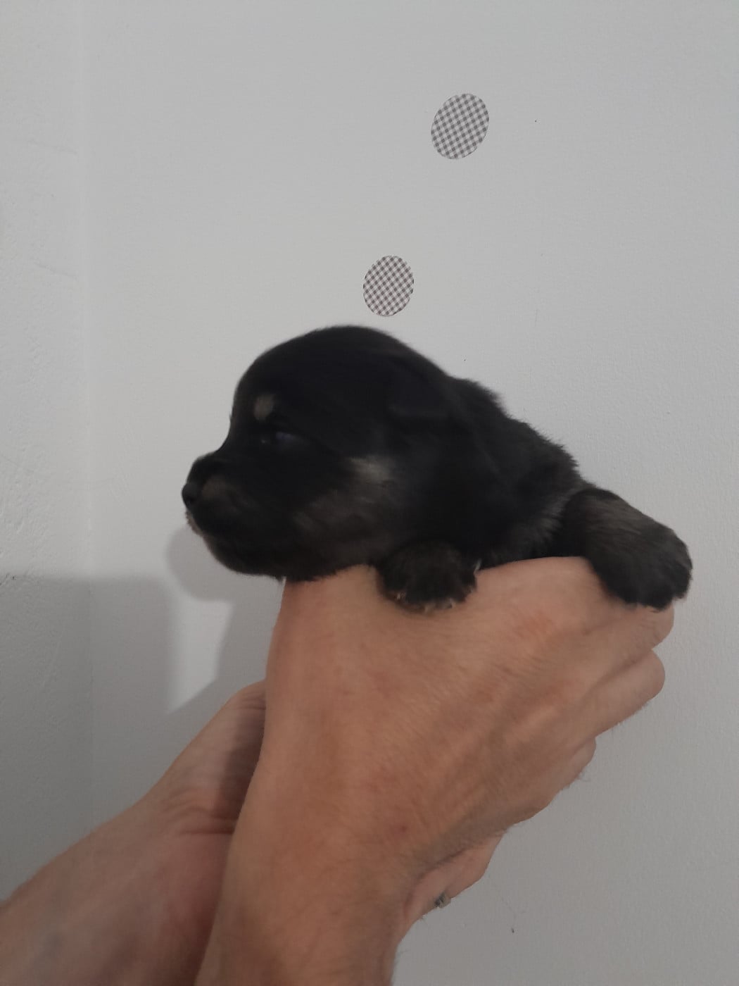 Chiot N°5 - Chien finnois de Laponie