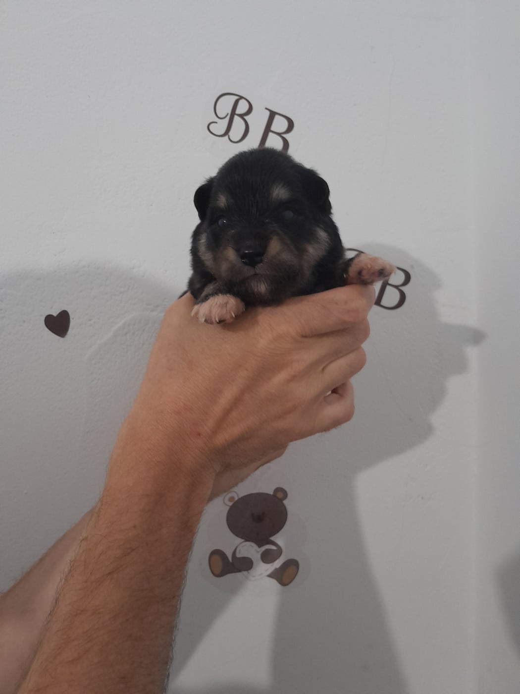 Chiot N°6 - Chien finnois de Laponie