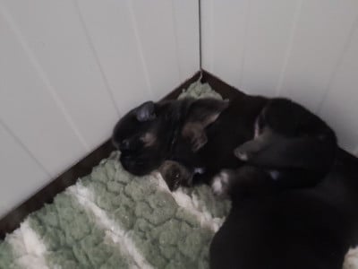 Les chiots de Epagneul tibetain