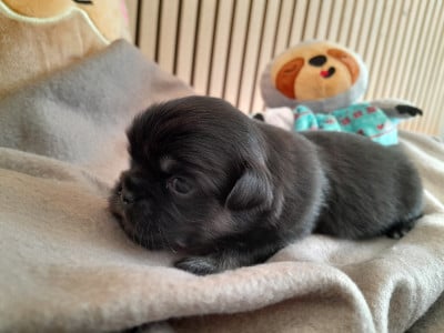 Les chiots de Epagneul tibetain