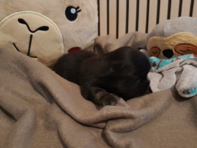 Les chiots de Epagneul tibetain