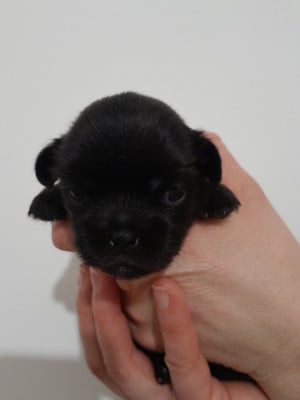 Les chiots de Epagneul tibetain