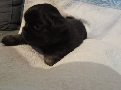 Les chiots de Epagneul tibetain