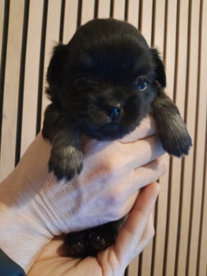 Les chiots de Epagneul tibetain