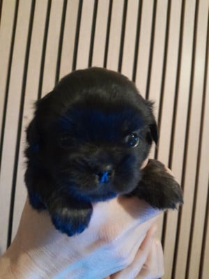 Les chiots de Epagneul tibetain