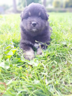 Les chiots de Chien finnois de Laponie