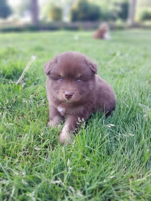 Les chiots de Chien finnois de Laponie