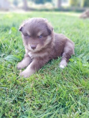 Les chiots de Chien finnois de Laponie