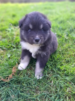 Les chiots de Chien finnois de Laponie