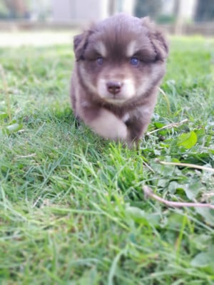Les chiots de Chien finnois de Laponie