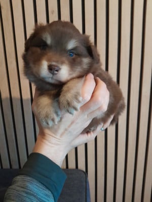 Les chiots de Chien finnois de Laponie