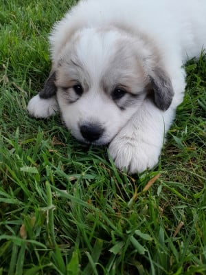 Les chiots de Chien de Montagne des Pyrenees