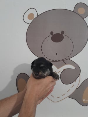 Les chiots de Chien finnois de Laponie