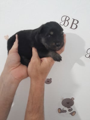 Les chiots de Chien finnois de Laponie